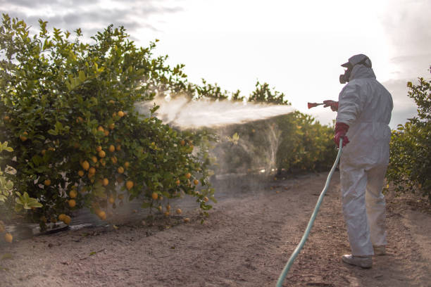 Best Bed Bug Extermination  in Worth, IL