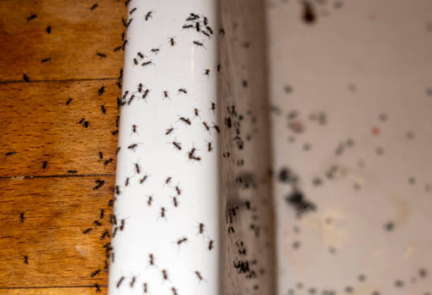 Best Pest Removal Services  in Worth, IL