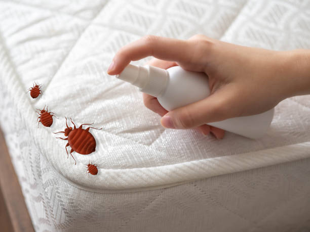 Best Flea Control Services  in Worth, IL