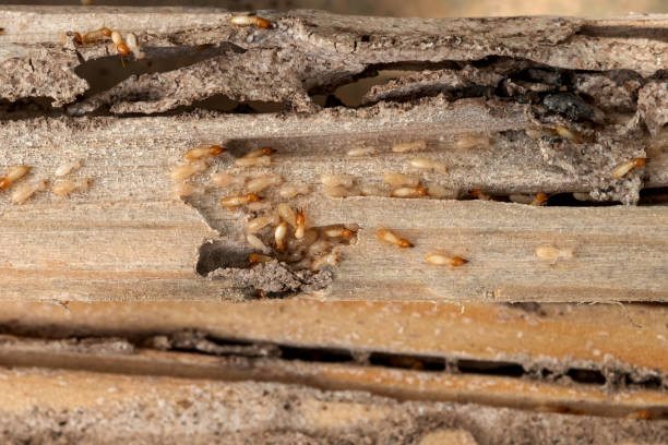 Wildlife Control Services in Worth, IL